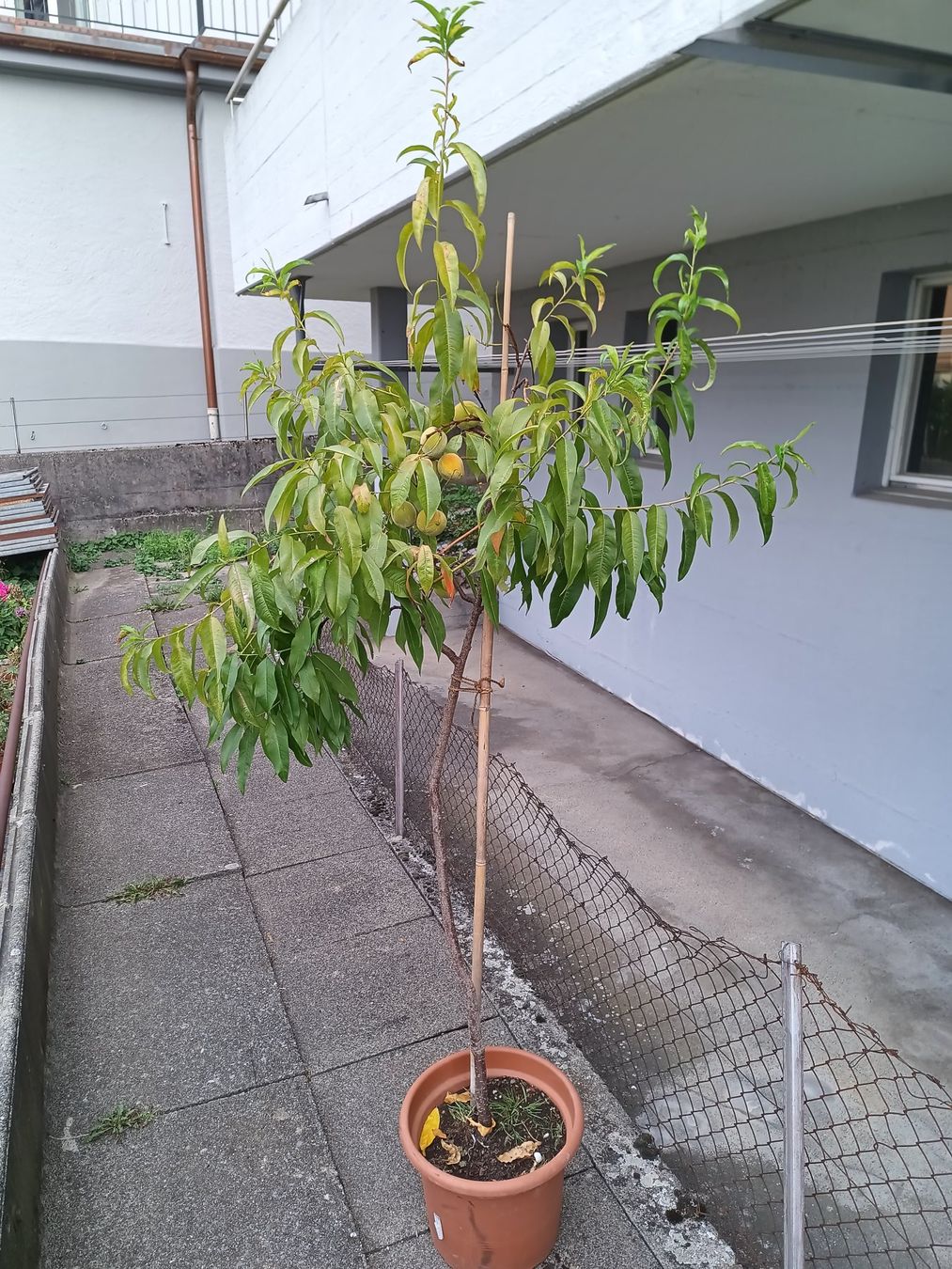Plantes & graines: Aromatischer 🍑 1.60 hoch – D'occasion à Zug par SirGoldFish