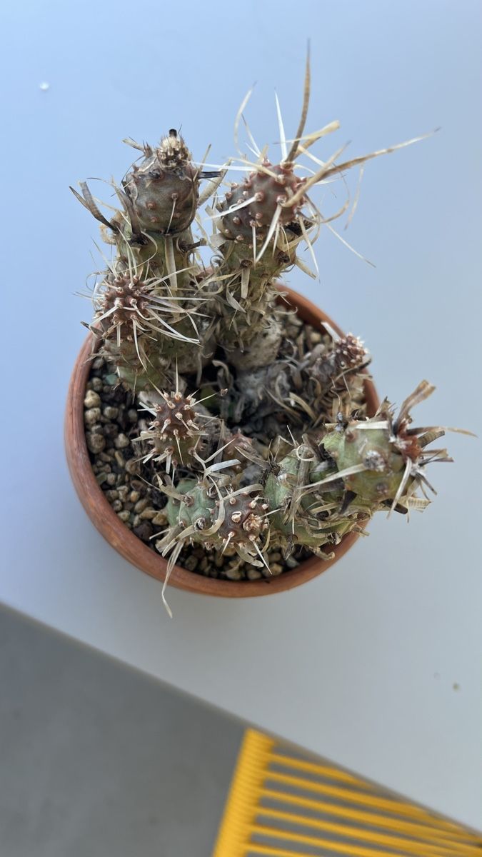 Plantes & graines: Kaktus Tephrocactus – D'occasion à Pfyn par dan_9mbw 1