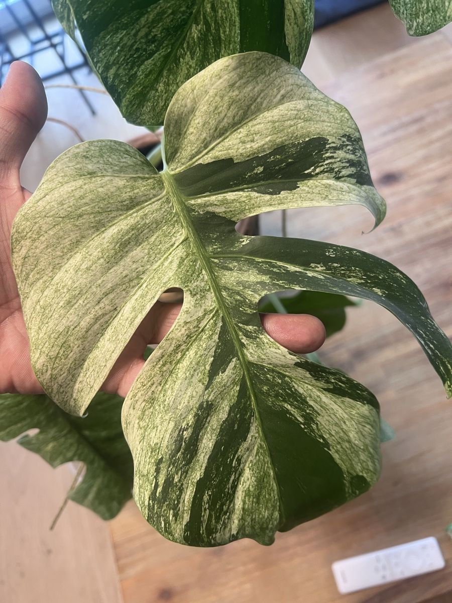 Pflanzen & Samen: Monstera Jungle mint – Gebraucht aus Meilen von THE_SWISS_PLANTS 2