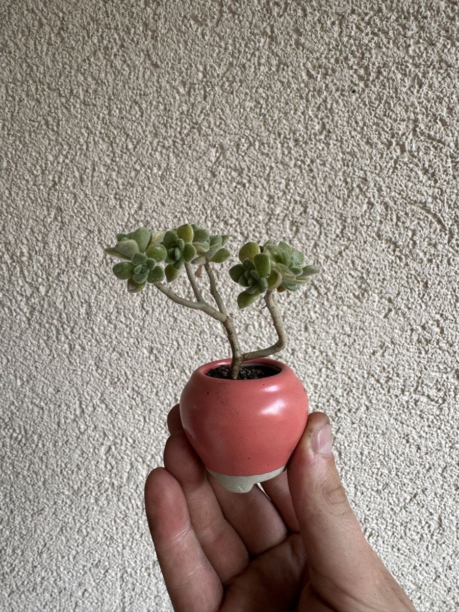 Plantes & graines: Micro Sukkulenten Bonsai – D'occasion à Rümlang par Gruseh.ch