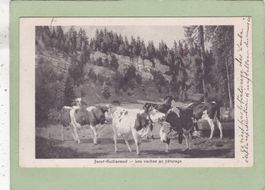 Les vaches au pâturage  Jacot-Guillarmod  Kühe 1908