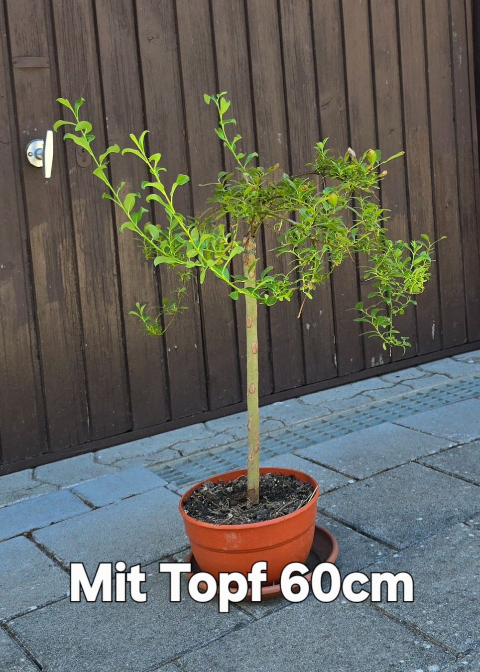 Piante & sementi: Zwerg-Weide (Salix arbuscula) – Usato da Aarburg venduto da popkorn65 2
