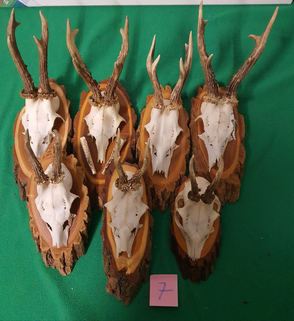Altre raccolte & rarità: JAGD TROPHÄE 7 STÜCK SEHR  Nr.7 SCHÖN – Usato da Schönenwerd venduto da don1952