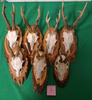 JAGD TROPHÄE 7 STÜCK SEHR  Nr.7 SCHÖN