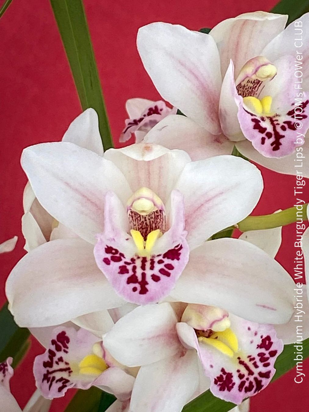 Piante & sementi: Cymbidium Hybride White Burgundy Tiger Lips – Nuovo e nell'imballaggio originale da Adliswil venduto da asTOMas963