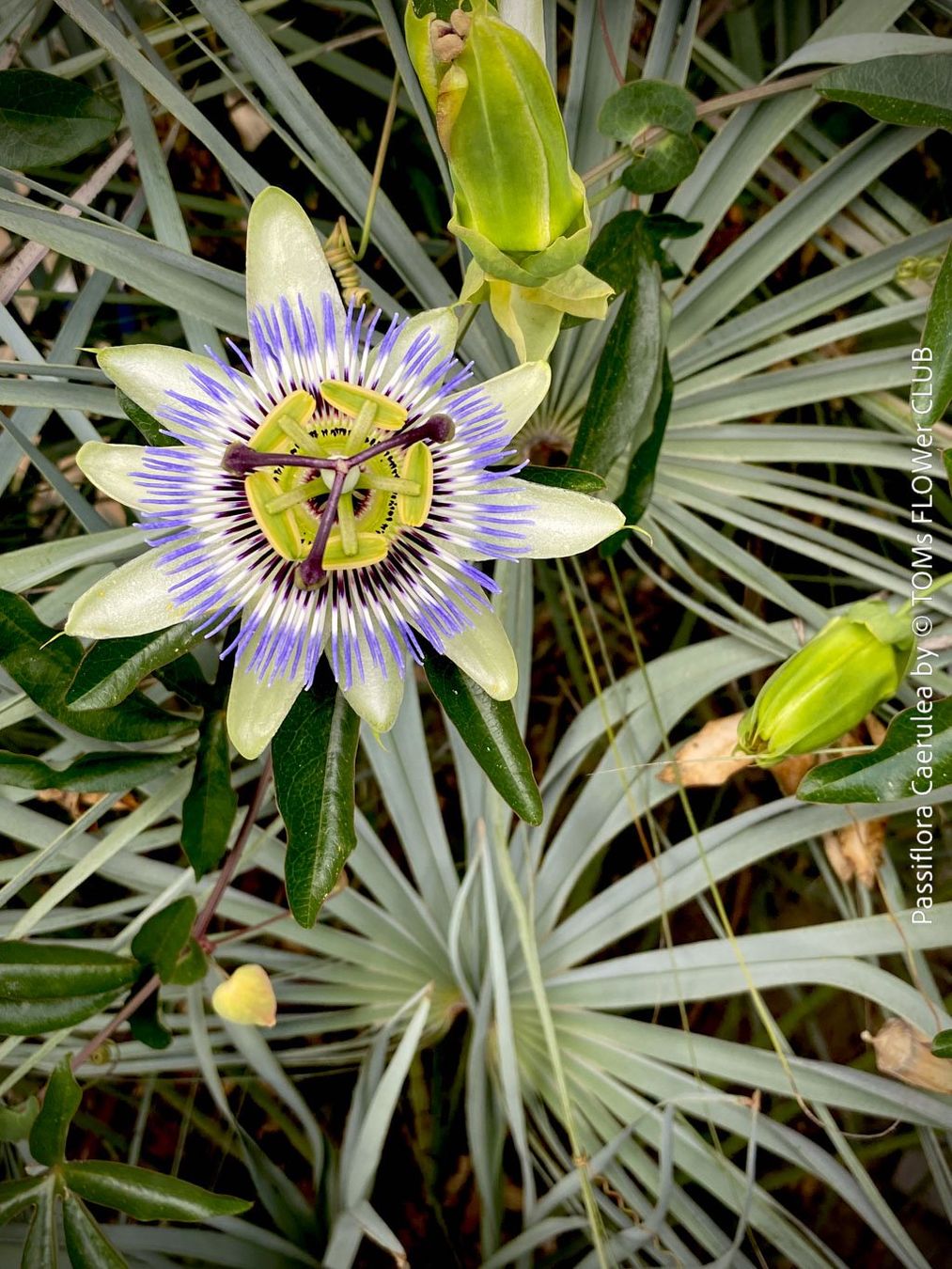 Pflanzen & Samen: Passiflora Caerulea - blaue Passionsblume - winterhart – Neu und originalverpackt aus Adliswil von TAKEYOURPLANT 7