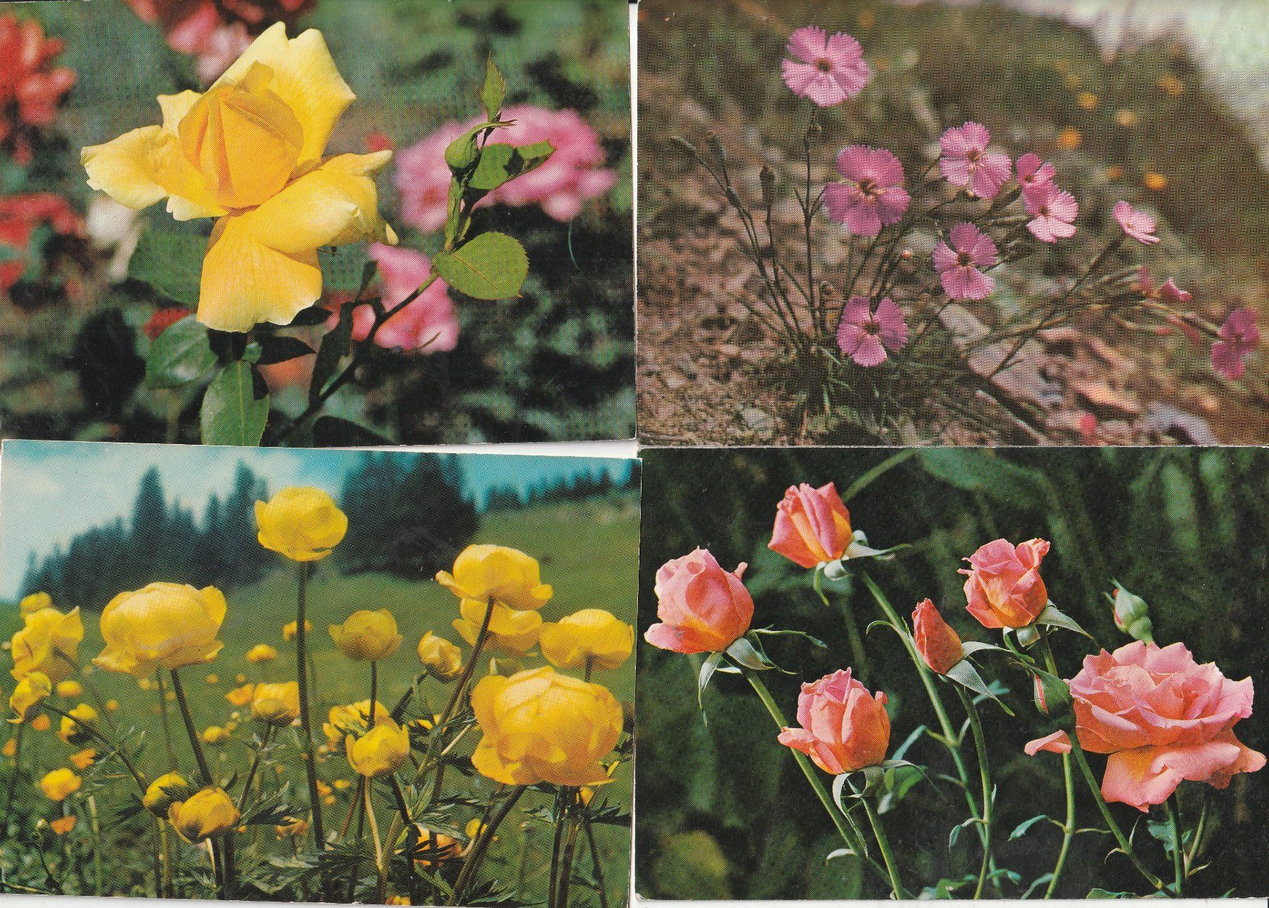 Cartoline postali: 40  Blummenkarten – Usato da Lumbrein venduto da made02 4