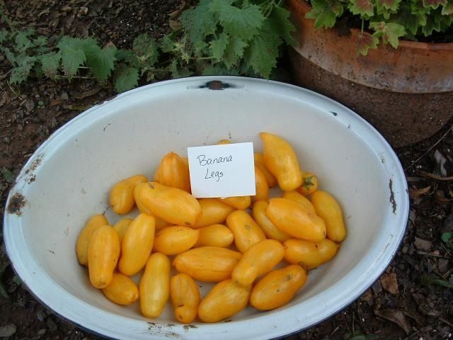 Piante & sementi: 50 Samen BANANA LEGS Tomate – Nuovo (secondo la descrizione) da Ehrendingen venduto da VerveinaSamen 2