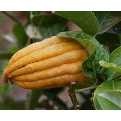 Piante & sementi: Citron Cédratier Main de Bouddha  20cm – Nuovo (secondo la descrizione) da Bremblens venduto da FIBONACCI369 4