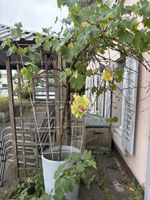 Weinrebe Balkonpflanze Pflanze Terrasse 