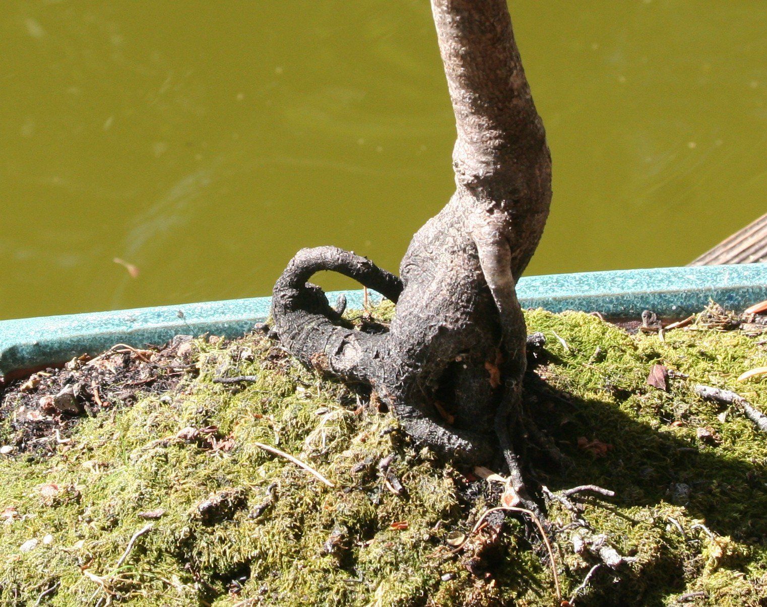 Piante & sementi: BONSAI  -  echter Kreuzdorn – Usato da Gretzenbach venduto da Sikim 2