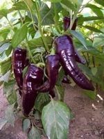 POIVRON DOUX MARCONI PURPLE 10g