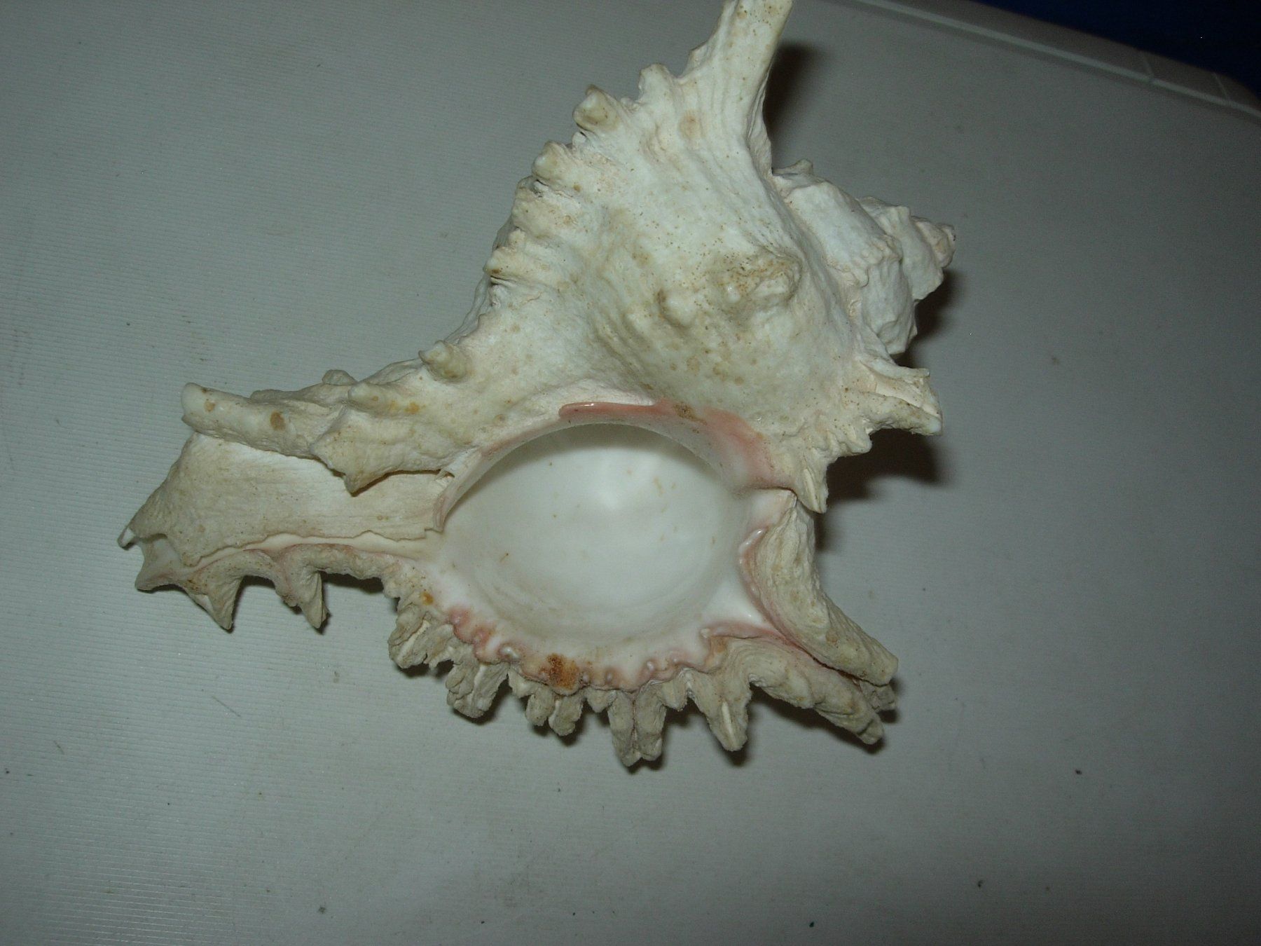 Tutte le decorazioni: Meeresschnecke – Usato da Hagneck venduto da Simu696 2