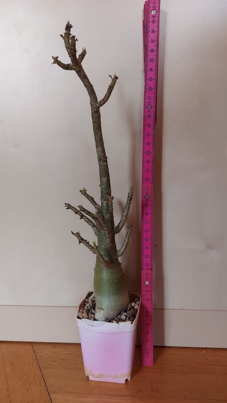 Piante & sementi: Adenium arabicum "Torpedo" / Wüstenrose – Nuovo (secondo la descrizione) da Thalheim venduto da silvara01 1