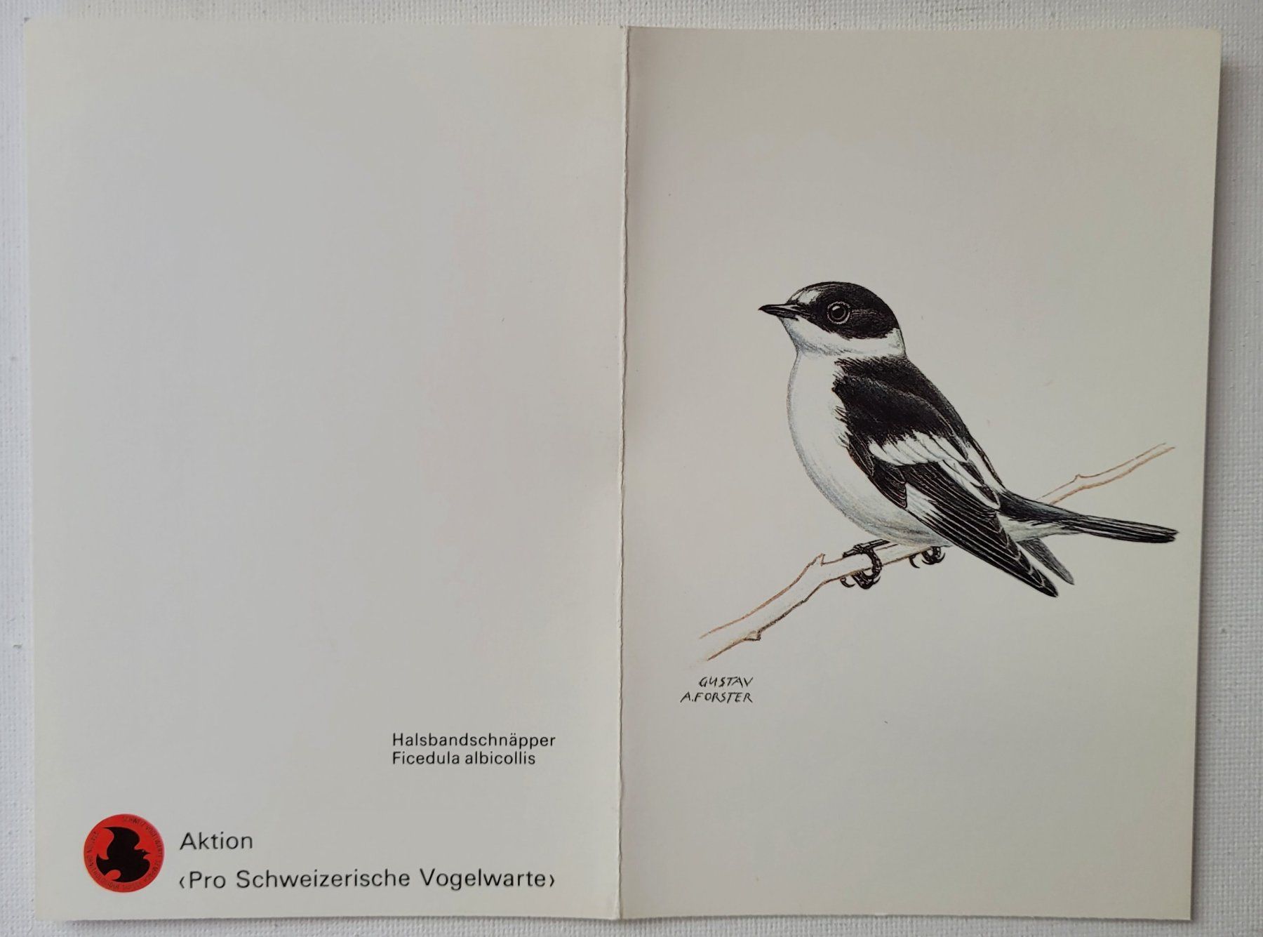 Cartoline postali: HALSBANDSCHNÄPPER – Nuovo (secondo la descrizione) da Neftenbach venduto da Mador6 1