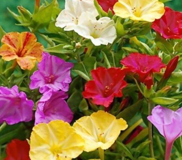 Piante & sementi: 20 SAMEN GRAINES SEMI MIRABILIS MIX Fleur De Mirabilis – Nuovo e nell'imballaggio originale da Rovio venduto da POSITIFFARTandPLANTS 1