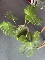 Monstera variegata | Mint & GoG | lot de 6 headcuttings
