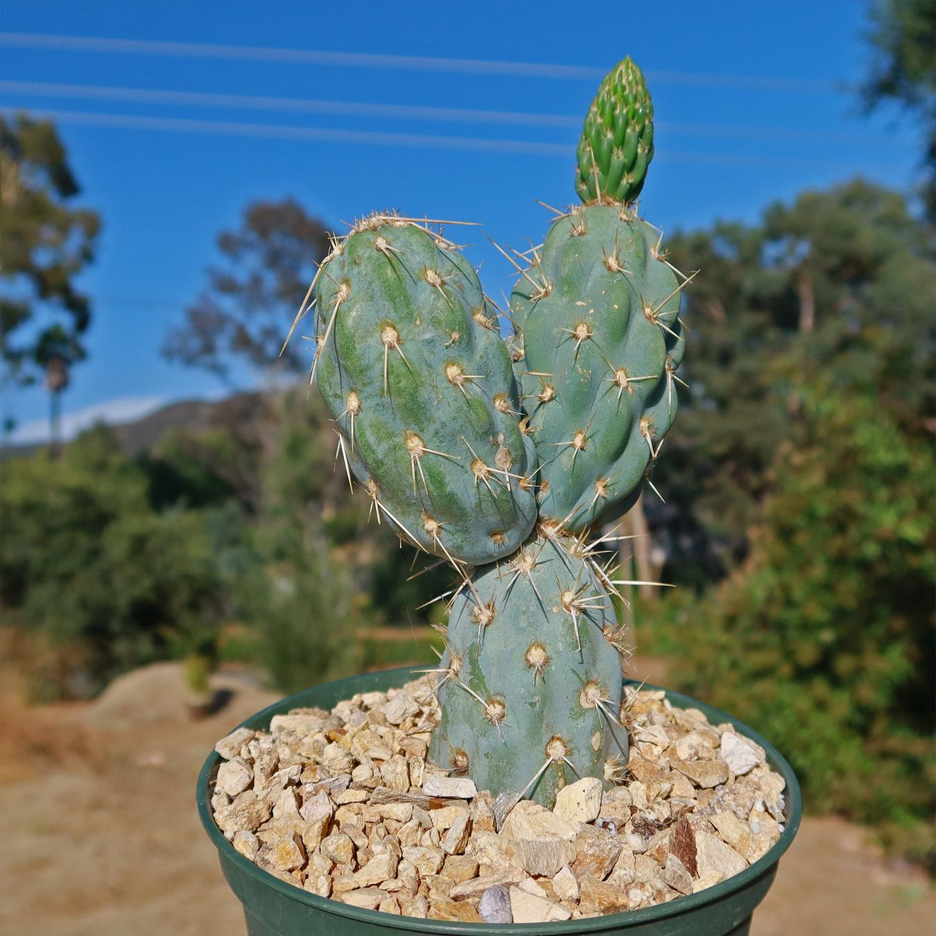 Pflanzen & Samen: Kakteensamen / Cylindropuntia miguelii, Migueopuntia – Neu (gemäss Beschreibung) aus Gerolfingen von Azora