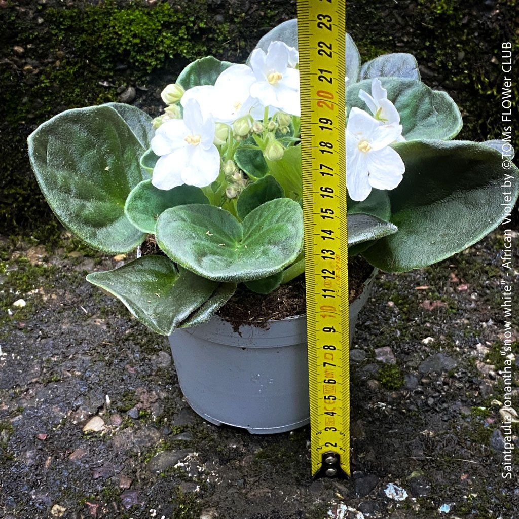 Piante & sementi: Saintpaulia Ionantha / African Violet – Nuovo e nell'imballaggio originale da Adliswil venduto da astom369 1