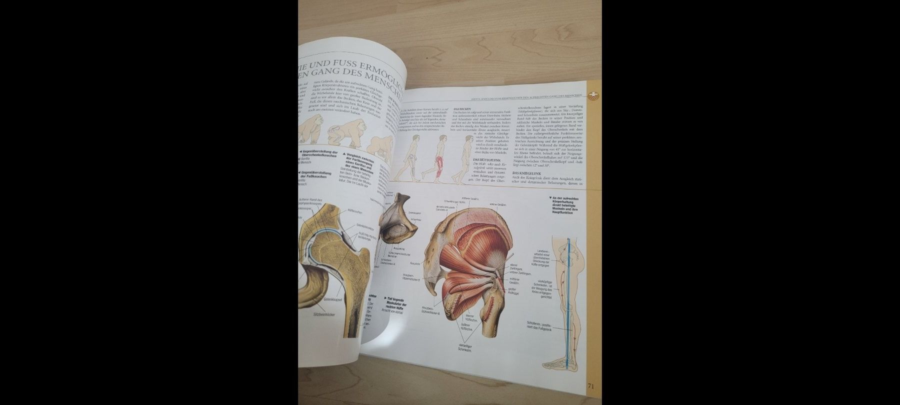 Bücher: Anatomie Buch wie neu – Gebraucht aus Neuhausen von eliana2 3