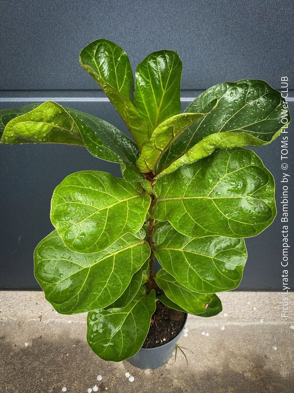 Plantes & graines: Ficus Lyrata Compacta Bambino - stylisches 120cm Bäumchen – Neuf avec emballage d'origine à Adliswil par astom369