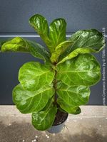 Ficus Lyrata Compacta Bambino - stylisches 120cm Bäumchen