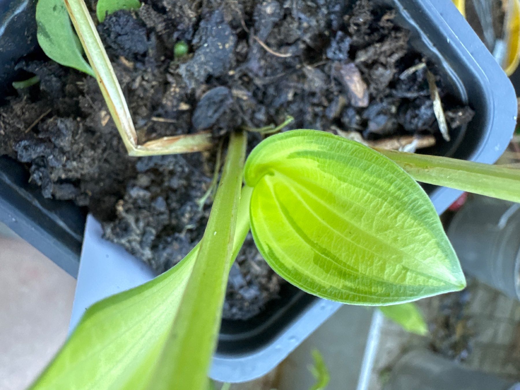Pflanzen & Samen: Hosta emerald tiara 2 – Gebraucht aus Lajoux JU von Briard0 2