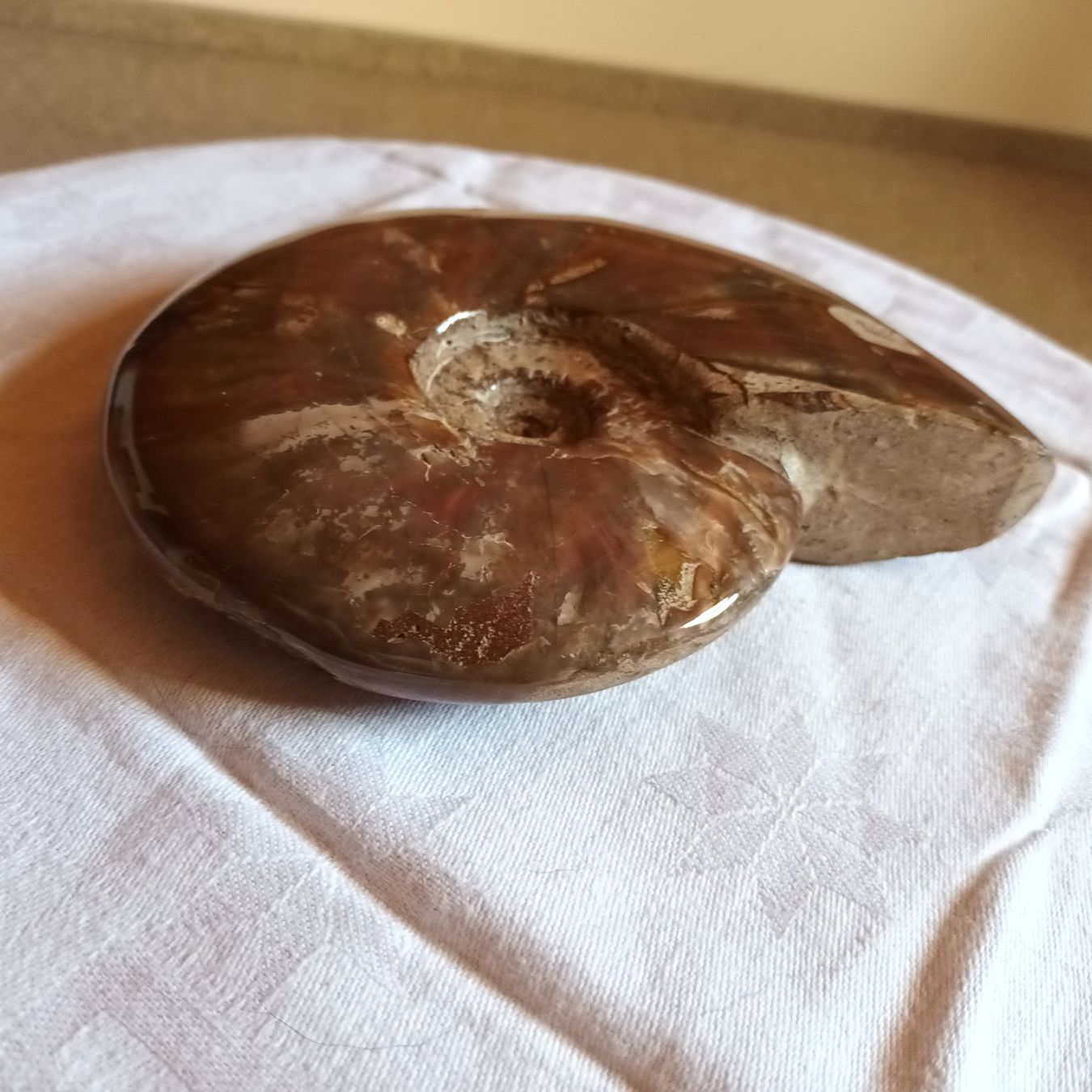 Fossili: Ammonit Fossil – Usato da Bäretswil venduto da ricoric 2