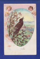 OISEAU - Corneille