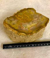 Versteinertes Holz 1.8 kg polierter Stein