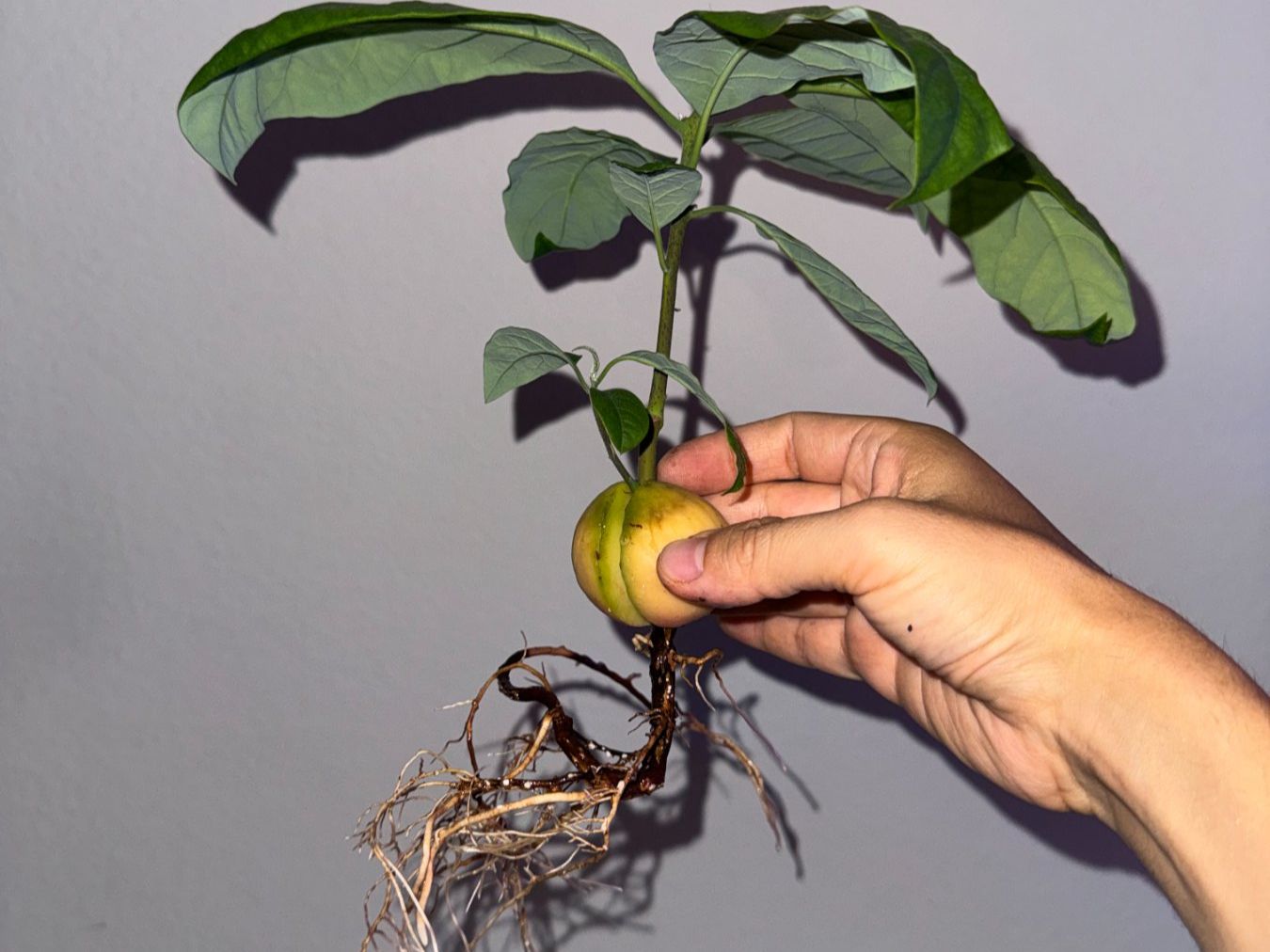 Pflanzen & Samen: Avocado Baum (doppel stamm) – Neu (gemäss Beschreibung) aus Schlieren von Edgar_k 6