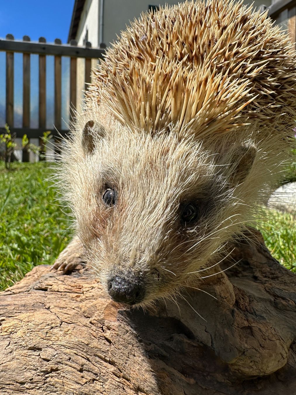 Il mondo degli animali: Ausgestopfter Igel – Usato da St.Moritz venduto da marog90