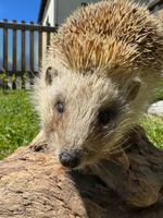 Ausgestopfter Igel