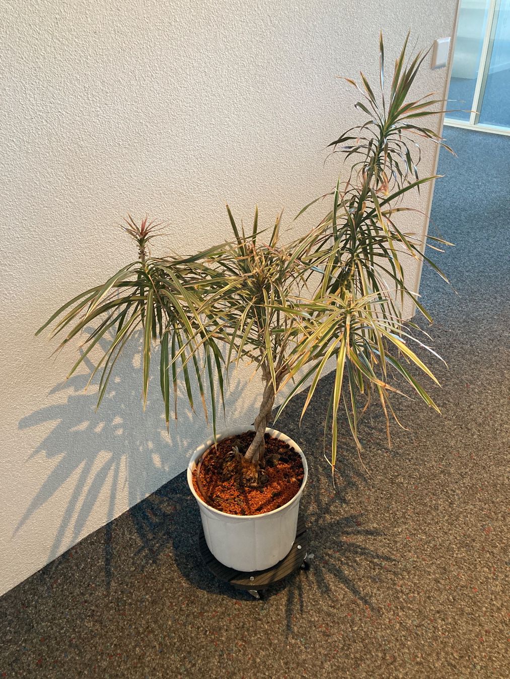 Piante & sementi: Zimmerpflanze Dracaena weisslicher Topf – Usato da Hünenberg venduto da Electron0 1