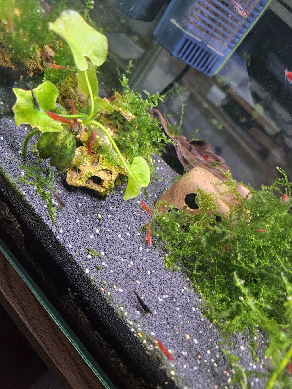 Tutte le decorazioni: Red Fire & Red Cherry Caridina – Usato da Klingnau venduto da Canep87 2