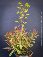 Euphorbia Ascot Rainbow - Buntlaubige Wolfsmilch liebt Sonne