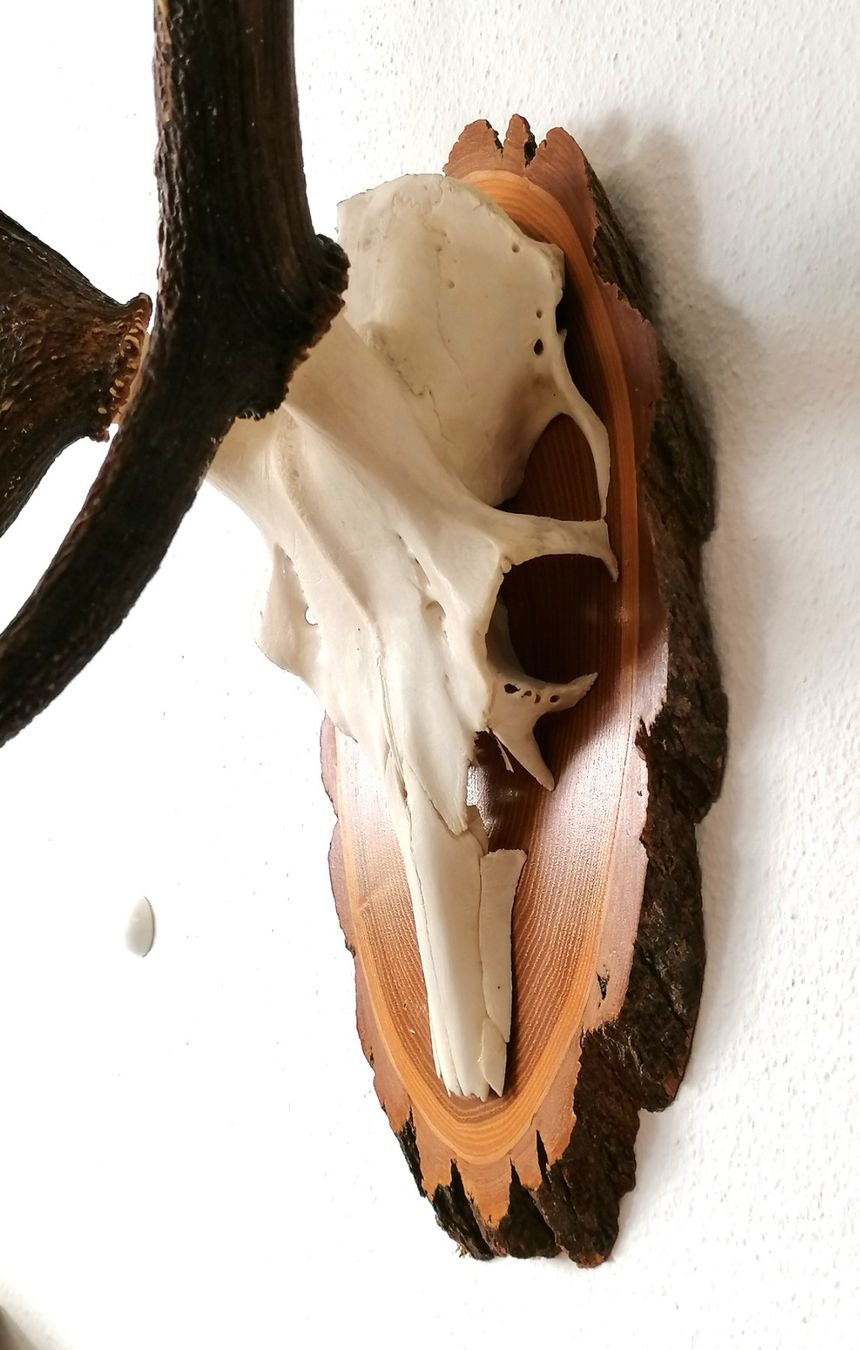 Altre raccolte & rarità: Hirsch Rothirsch Kronengeweih Geweih Trophäe – Usato da Reinach BL venduto da fliegenrolli 5