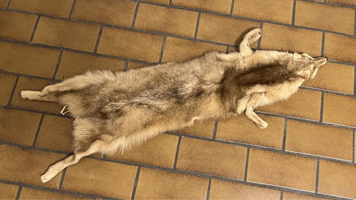Il mondo degli animali: Antiker Fuchsfell – Nuovo (secondo la descrizione) da Chur venduto da nuc_lp7y