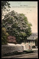 AK Biel, Bienne, Blühender Kastanienbaum, Châtaignier en fle