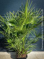 Chamaerops Humilis - fürs Haus oder Garten - robuste Palme