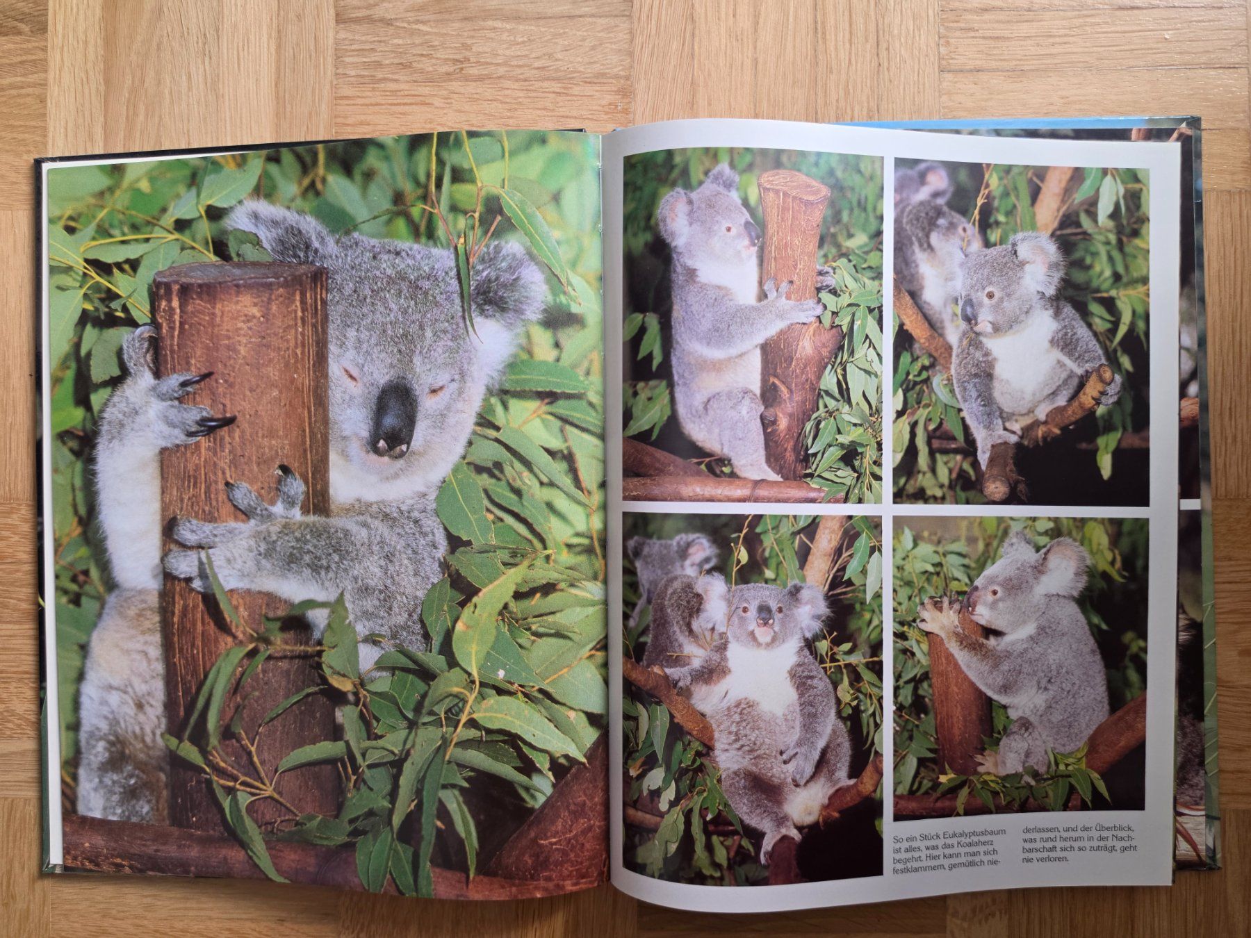 Libri: Koalas – Usato da Stäfa venduto da flamingo_17 5