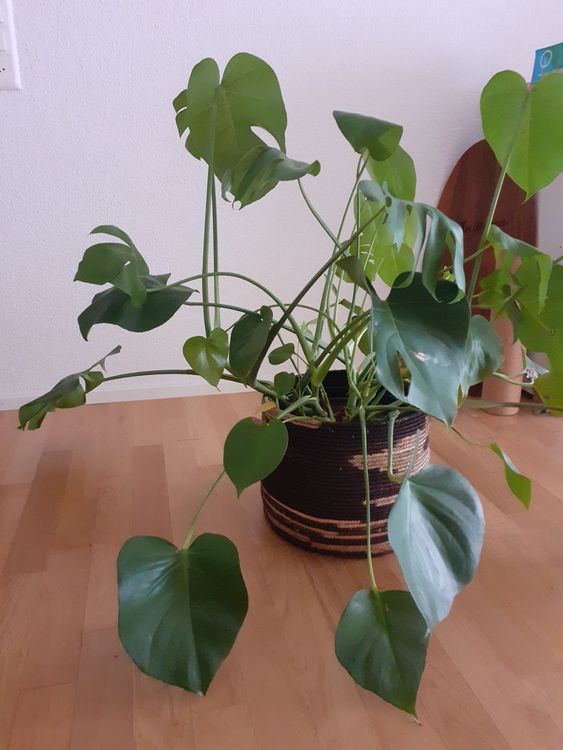 Grosse Monstera Zimmerpflanze (ohne Korb) (Gebraucht) in Valens fr CHF 25   nur Abholung auf Ricardo kaufen