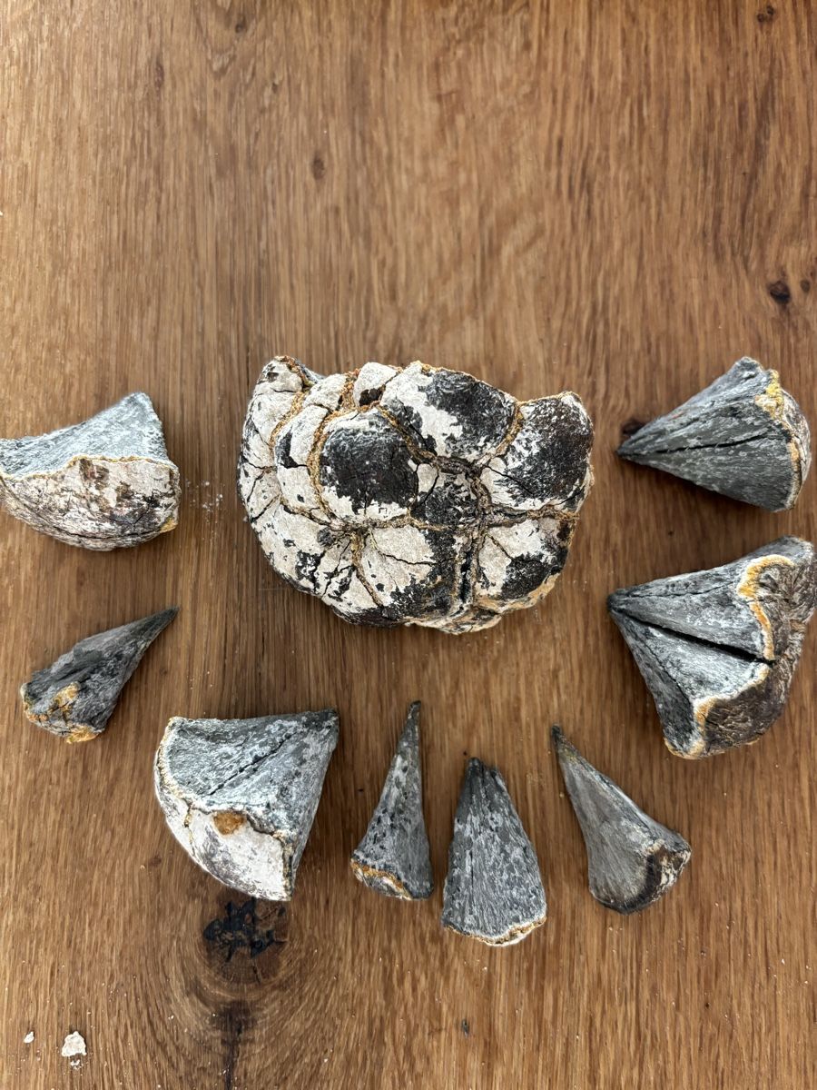 Fossili: Fossil Seeigel ca 80-120Mio Jahre – Usato da Zürich venduto da mbi_5bsz