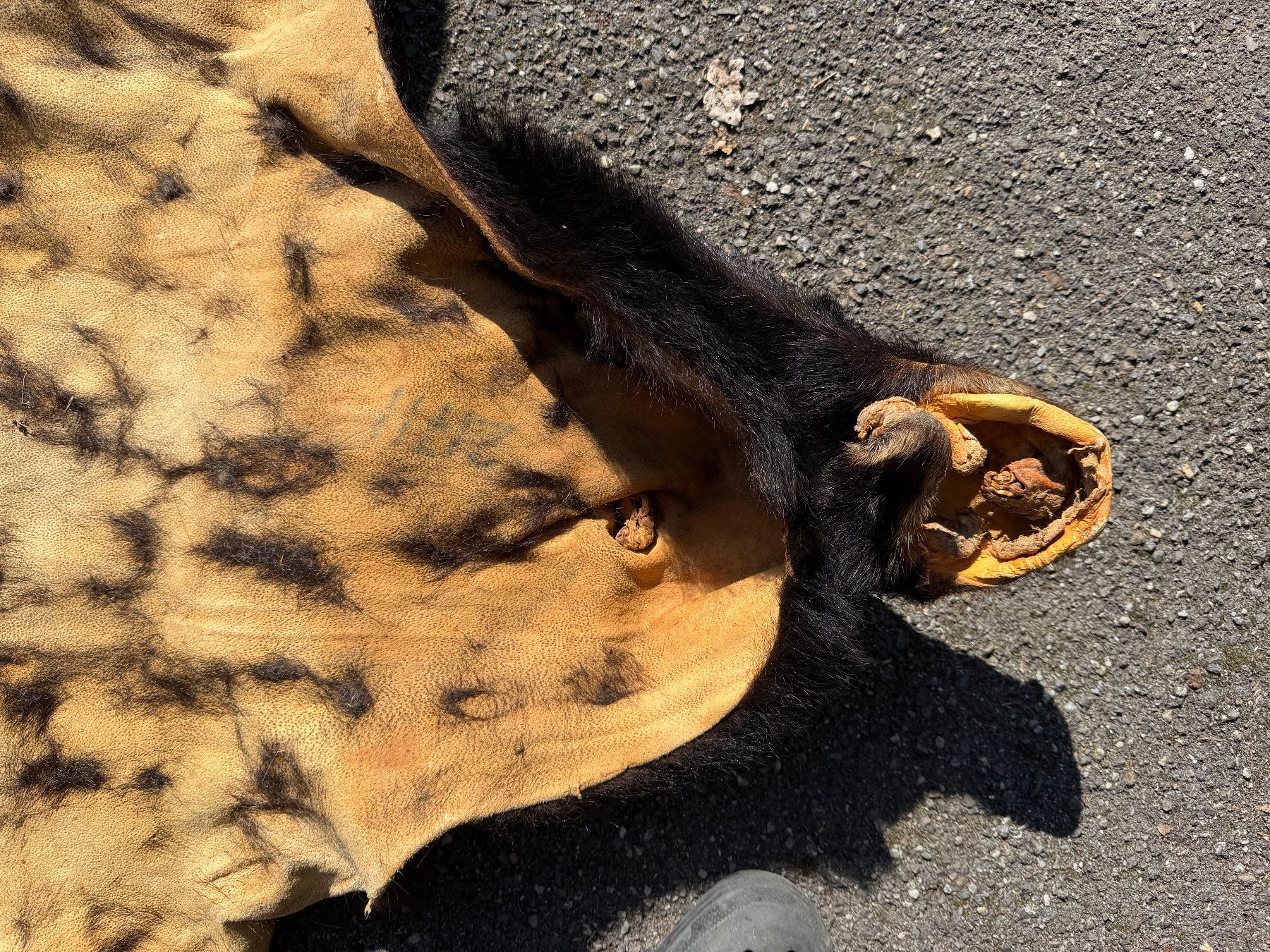 Welt der Tiere: Echtes Bären Fell - Legal – Neu (gemäss Beschreibung) aus Thun von Abalona3600 7