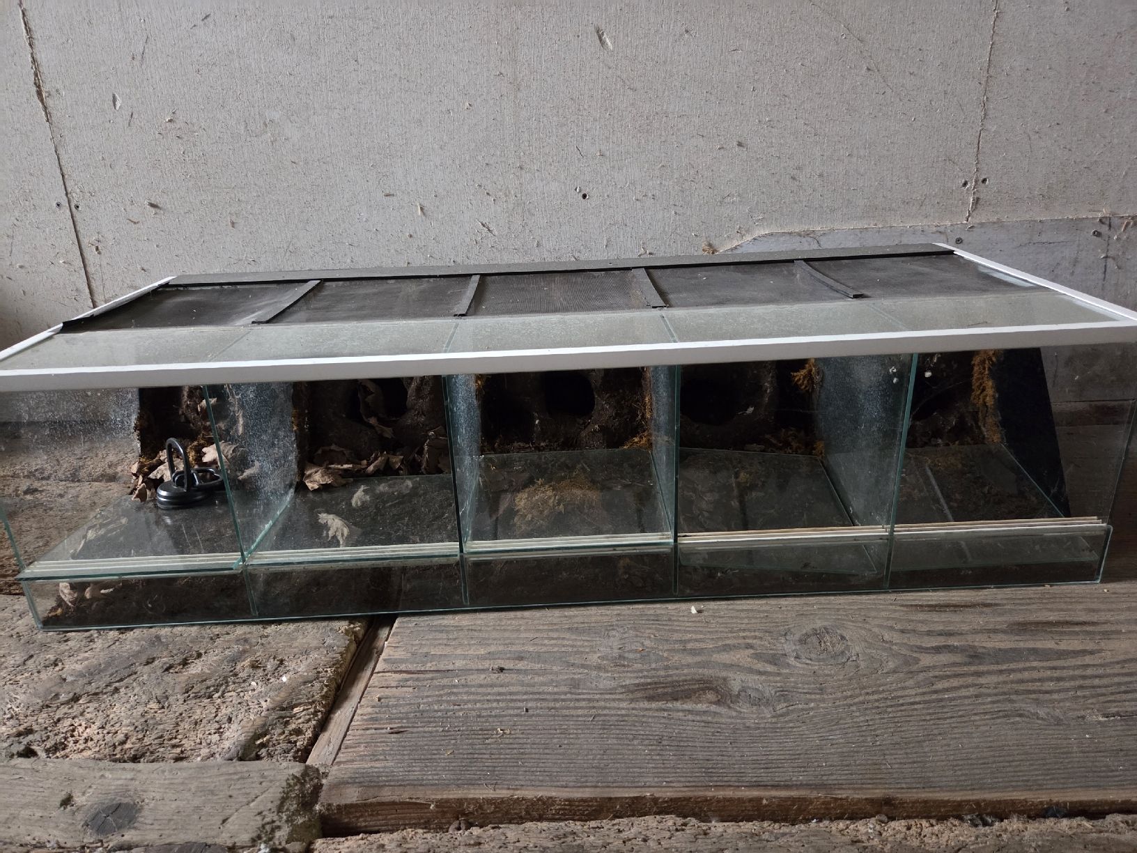 Terrariums: Terrarium – D'occasion à Buchs SG par ger_nqq2 1
