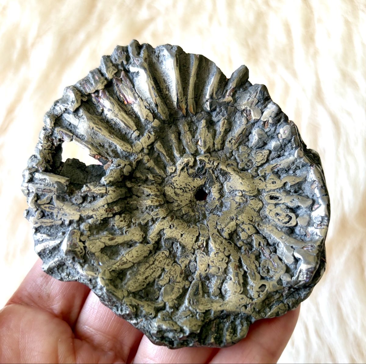 Fossili: Ammonit pyritisiert. 120 Mio Jahre alt – Nuovo (secondo la descrizione) da Adliswil venduto da Moroz173