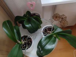 3 schöne gesunde Orchideen inkl Tischli