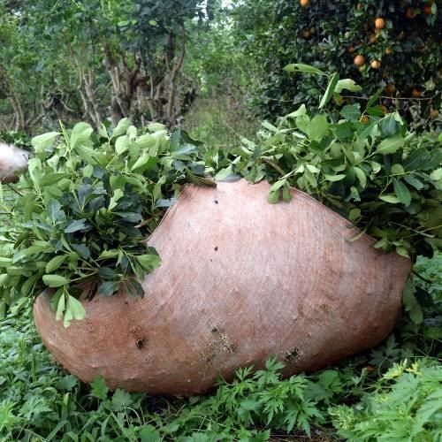 Piante & sementi: Ilex paraguariensis Thé maté 2 PLANTS – Nuovo (secondo la descrizione) da Bremblens venduto da FIBONACCI369 3