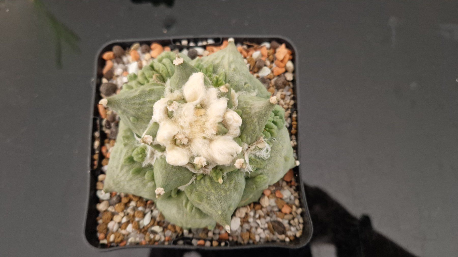 Piante & sementi: Ariocarpus Retusus cv. Cauliflower – Usato da Zürich venduto da LophiMaster 5
