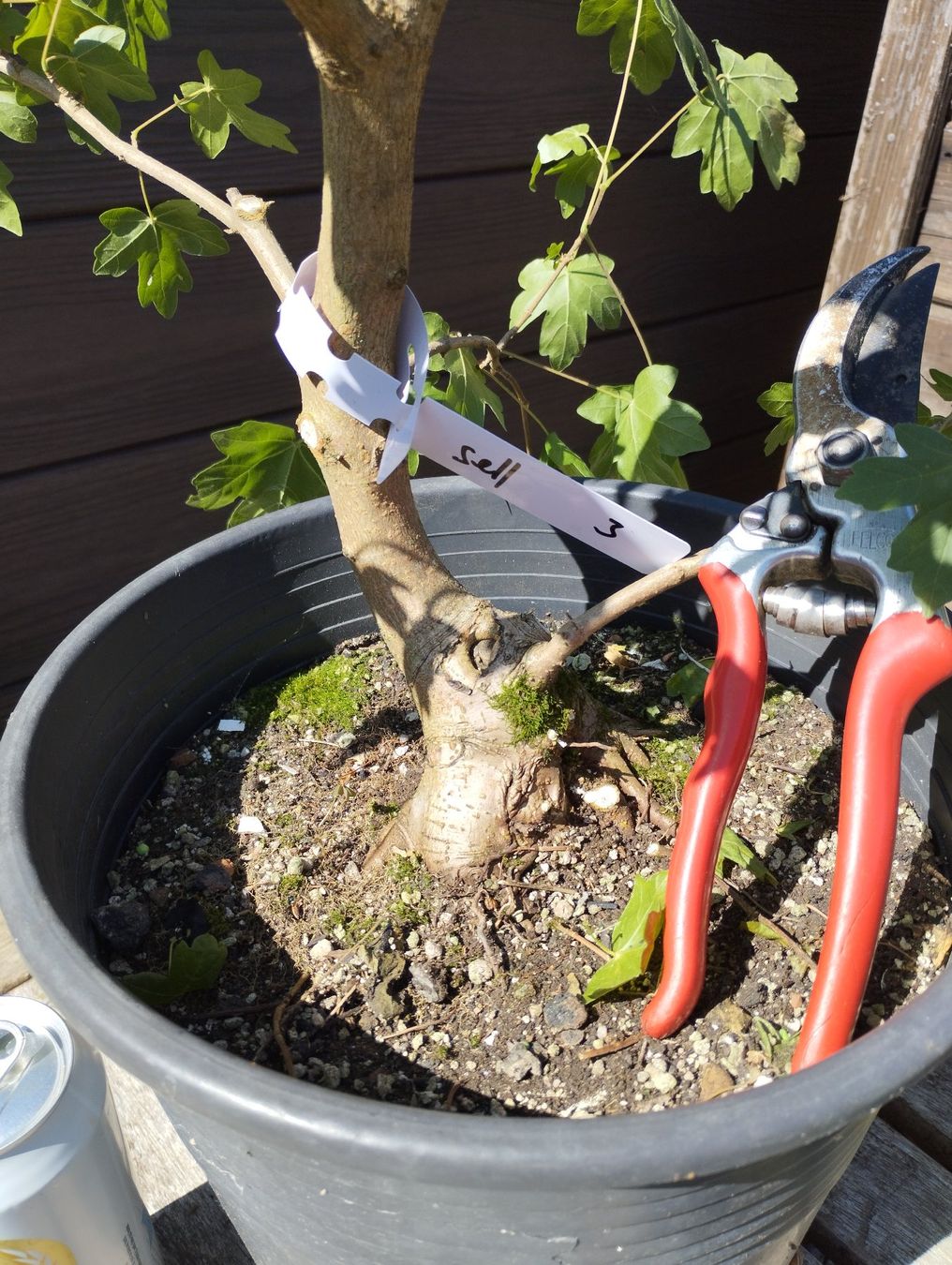 Piante & sementi: Bonsai Rohling Feldahorn – Usato da Oberwil BL venduto da suaku 1
